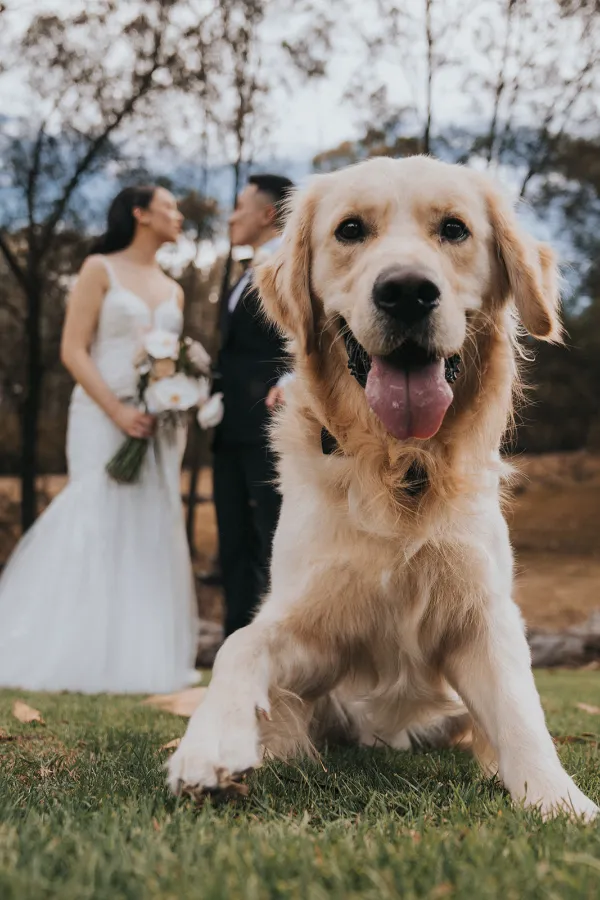 Dog at Melbourne Wedding Venues