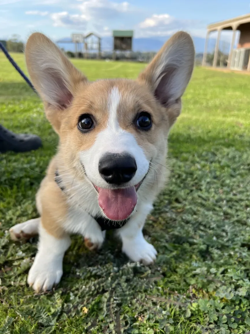 Benji the Corgi